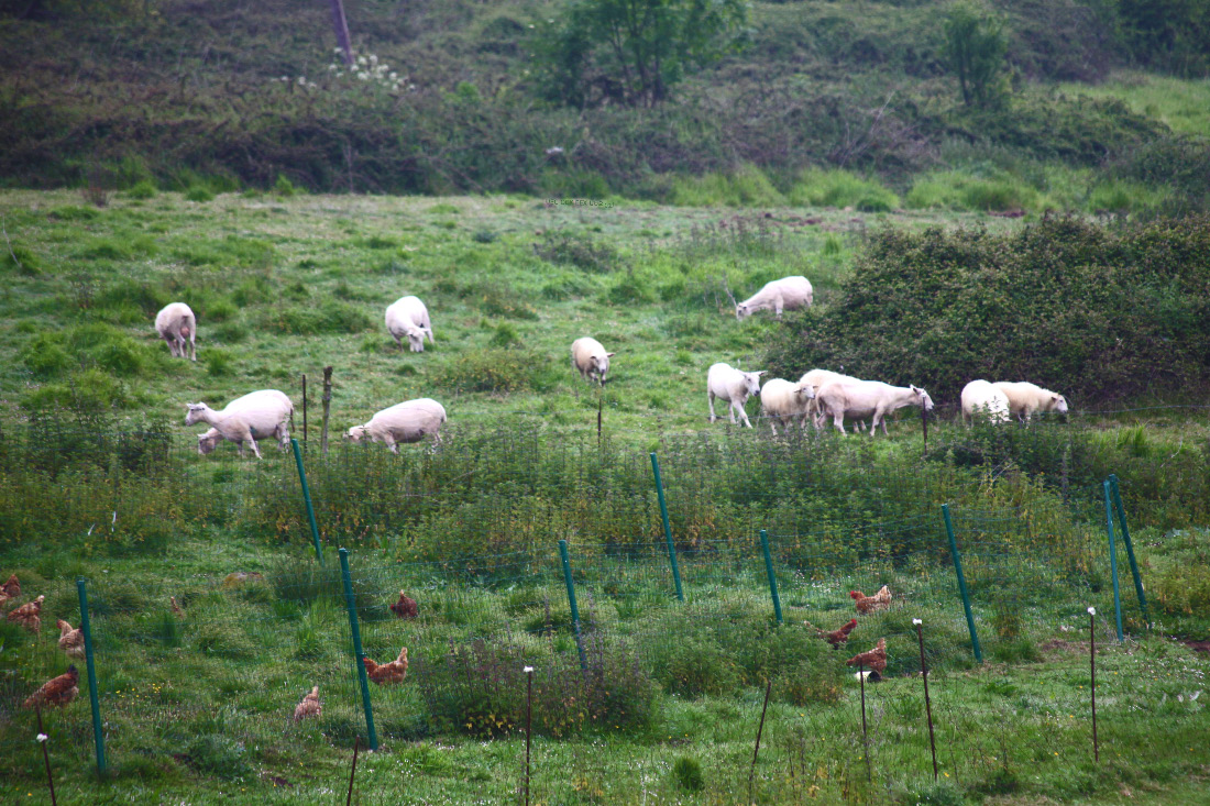 Asturias pasture land and sheep and chickens