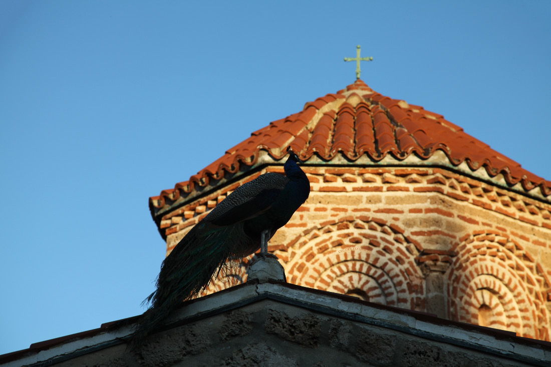 peacock atop roof of Monastery of Saint Naum on Lake Ohrid