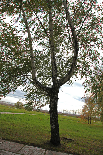 tree at Kulikovo Pole