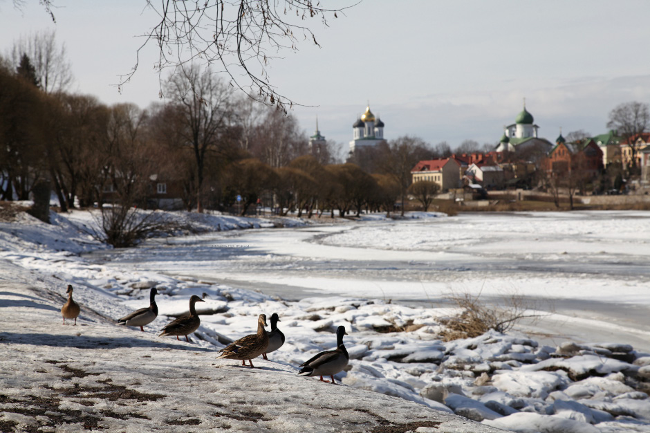 Кряквы – mallards on the Pskov (or Pskova) River – Пскова Река