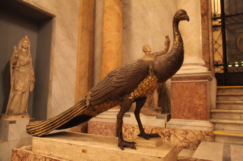 peacock in Vatican Museum