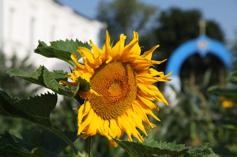 подсолнечник Sunflower in the Боголюбский монастырь Рождества Богородицы – Bogolyubskii Monastery of the Nativity of the Virgin